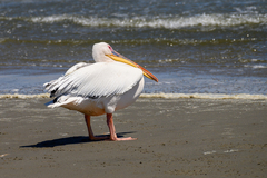 Pelecanus onocrotalus