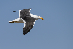 Larus dominicanus vetula