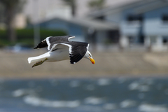 Larus dominicanus vetula