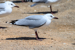 Chroicocephalus hartlaubii