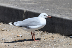Chroicocephalus hartlaubii