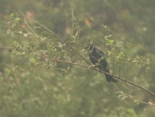 Hair-crested Drongo