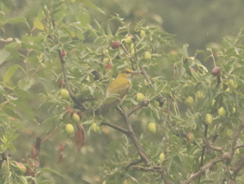 Black-naped Oriole
