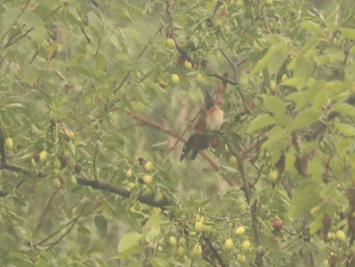 Chestnut-winged Cuckoo