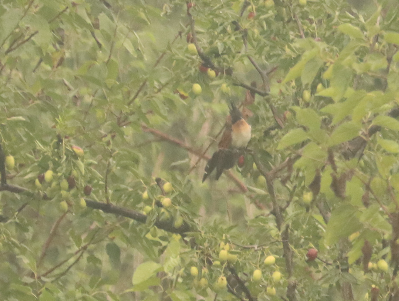 Chestnut-winged Cuckoo