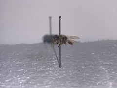 Apis mellifera