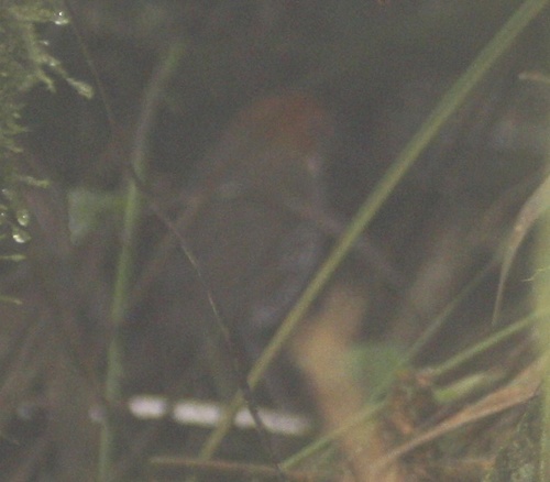 Grallaria ruficapilla