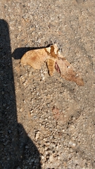 Smerinthinae