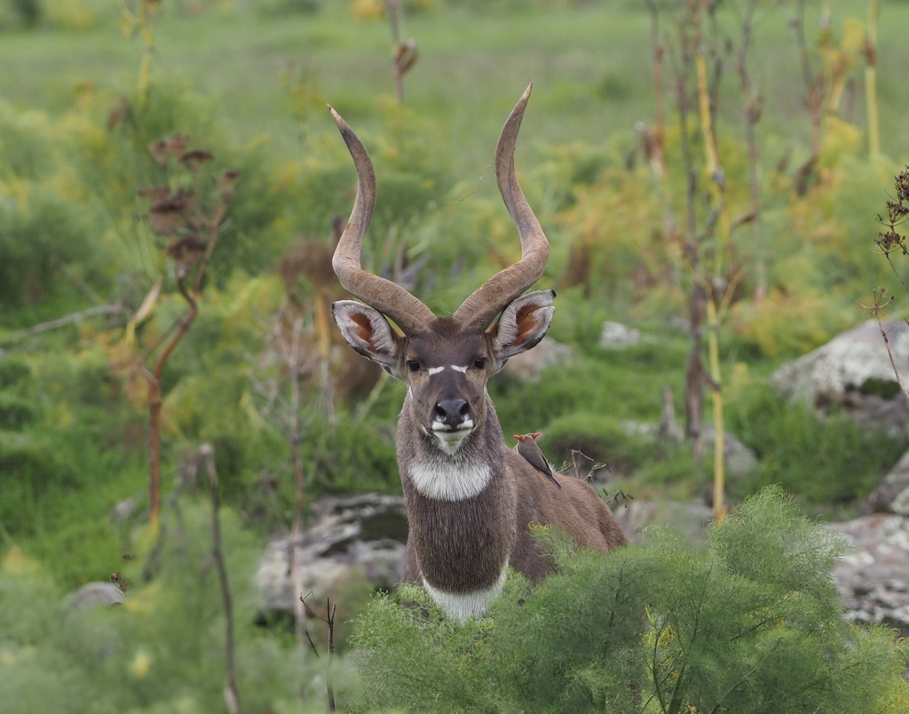 Mountain Nyala