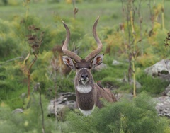 Mountain Nyala photo 1