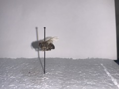 Apis mellifera
