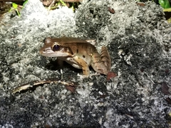 Leptodactylus guianensis