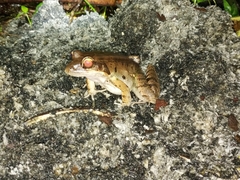 Leptodactylus guianensis
