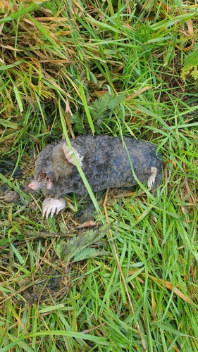 European Mole, 1111 PN Diemen, Nederland, photo 9 of 10