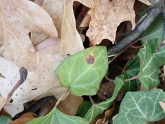 Colletotrichum trichellum