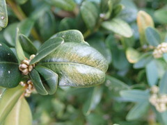 Eurytetranychus buxi