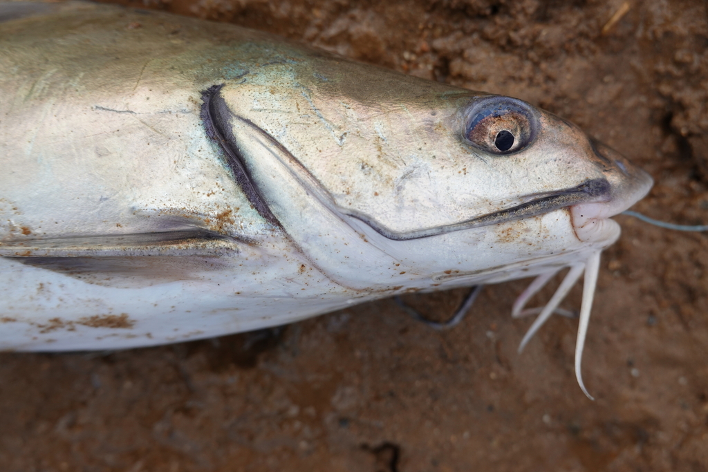 Typical Sea Catfishes
