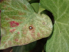 Xanthomonas campestris hederae