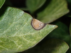 Xanthomonas campestris hederae