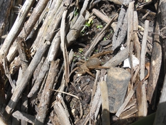 Ancylometes concolor