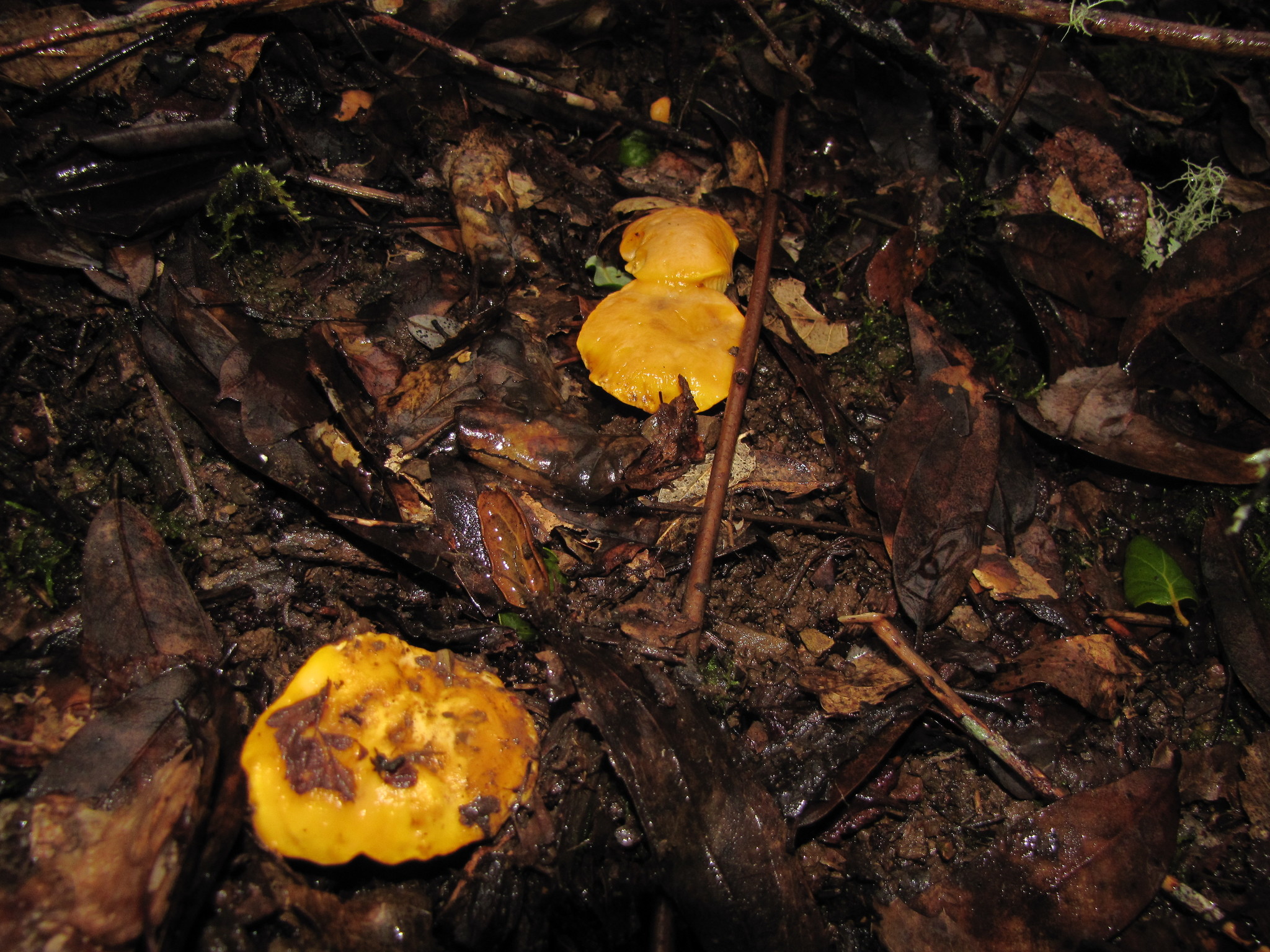 Cantharellus californicus image