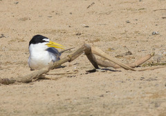 Yellow-Billed Tern photo 5