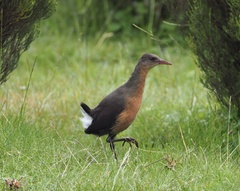 Rouget's Rail photo 4