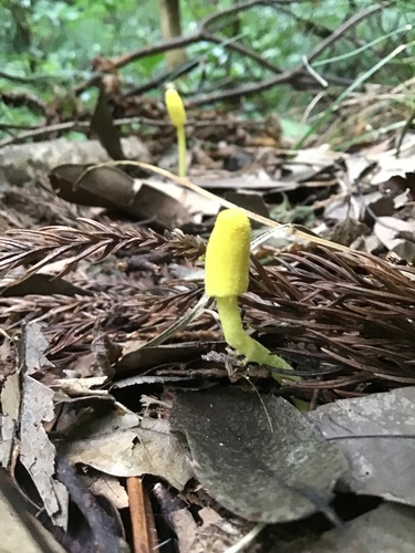 Leucocoprinus fragilissimus