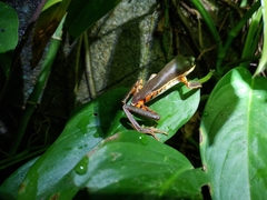 Pithecopus hypochondrialis