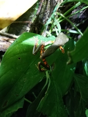 Pithecopus hypochondrialis