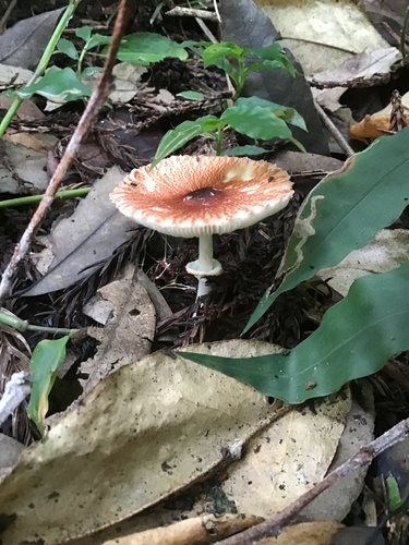 Leucoagaricus rubrotinctus