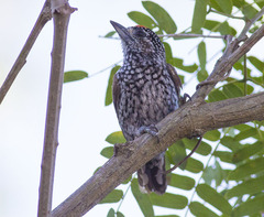 Picumnus albosquamatus