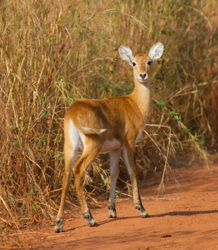 White-eared Kob