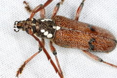 Strongylurus thoracicus