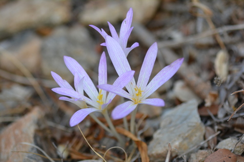 Colchicum sfikasianum