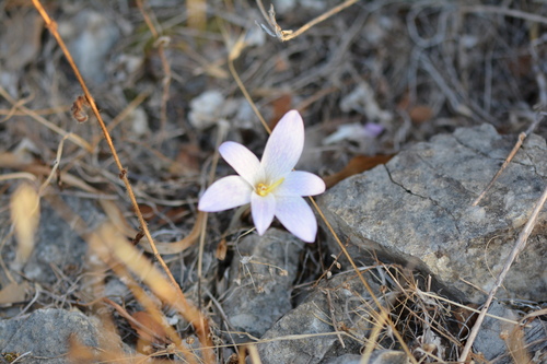 Colchicum sfikasianum