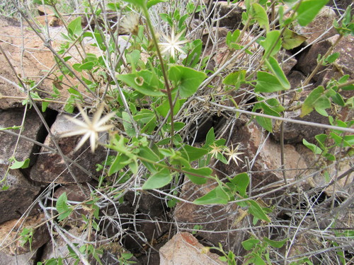 Brickellia coulteri var. brachiata
