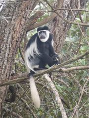 Colobus guereza