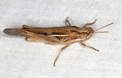 Aiolopus thalassinus dubius