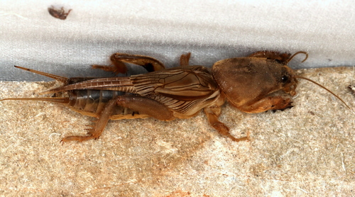 Gryllotalpa coarctata