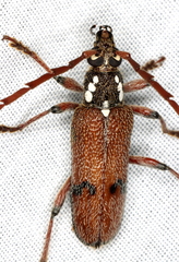 Strongylurus thoracicus