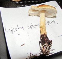 Lepiota spheniscispora
