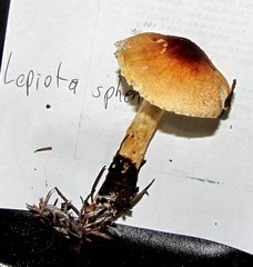 Lepiota spheniscispora