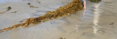 Laminariaceae