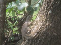 Heliosciurus gambianus