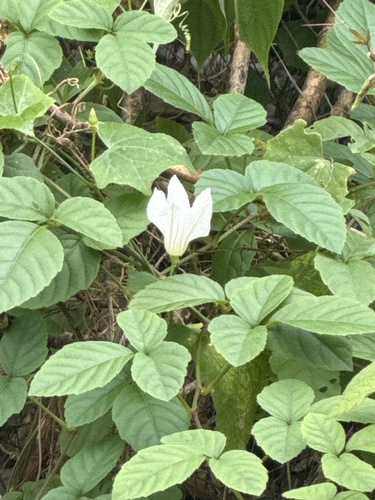 Ivy gourd
