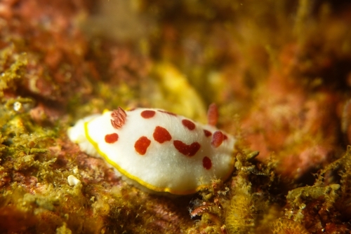 Goniobranchus splendidus