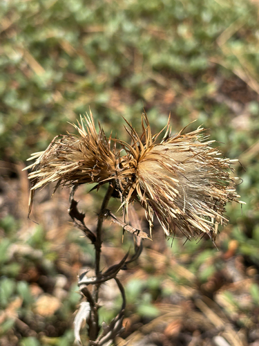 Anderson's Thistle winter