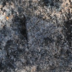 Dichromodes explanata