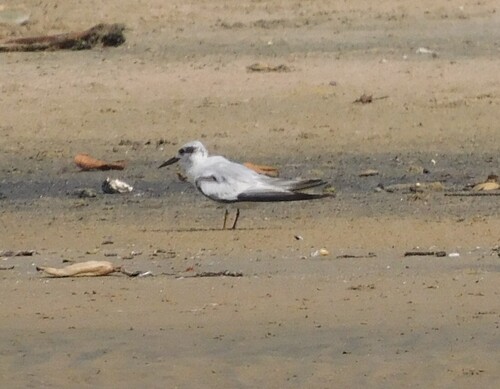 iNaturalist: (c) Kalpana Jayaraman, some rights reserved (CC BY-NC), uploaded by Kalpana Jayaraman iNaturalist image